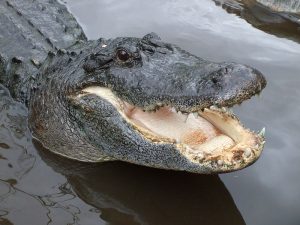 800px-AmericanAlligator